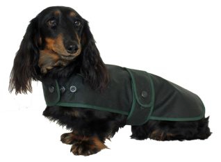 Water & Windproof Dachshund Hunter Dog Coat tailored with Corduroy Collar